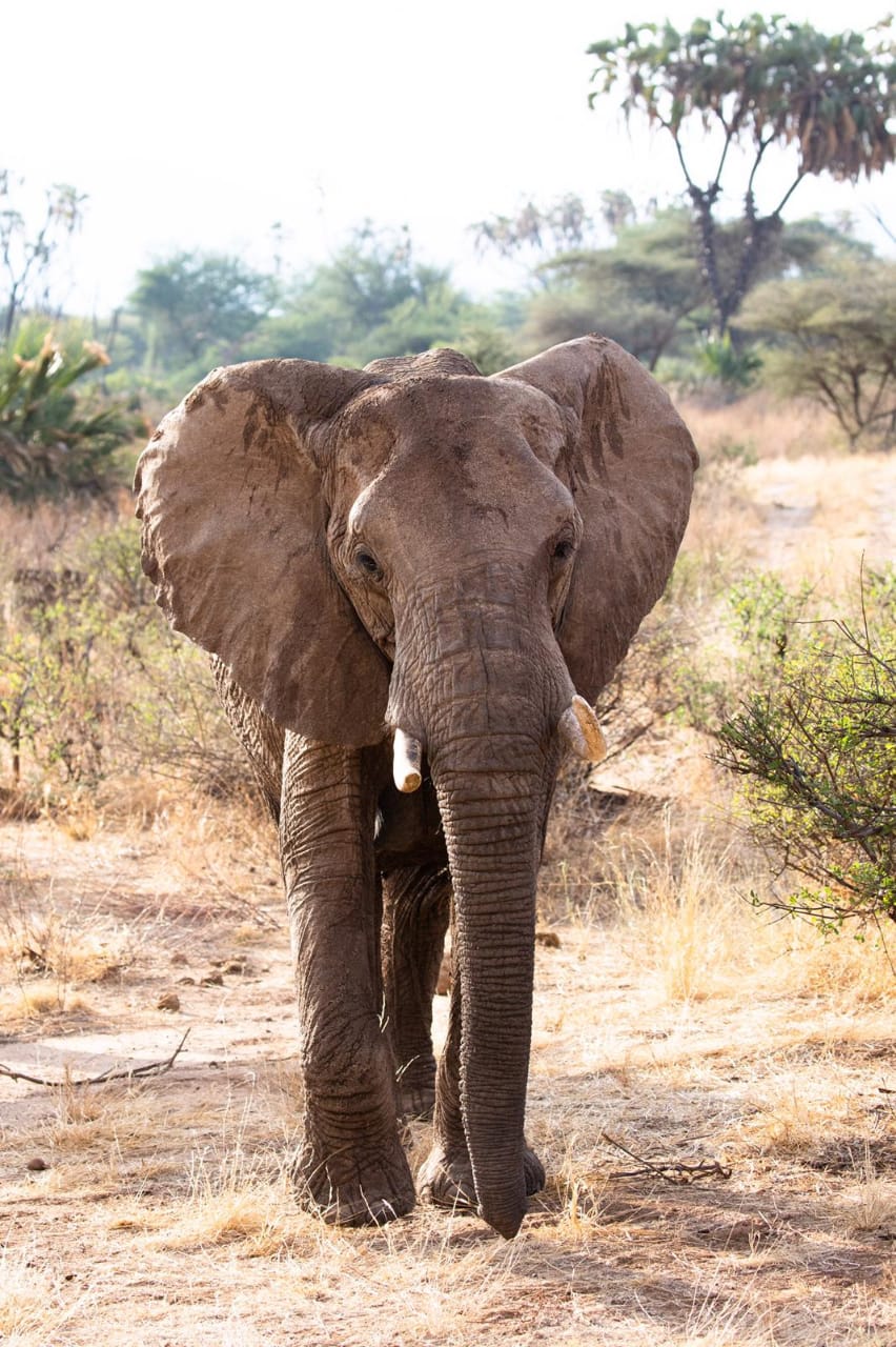 Easter Safari