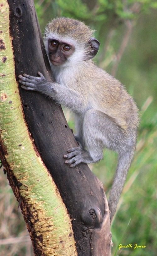 monkey business