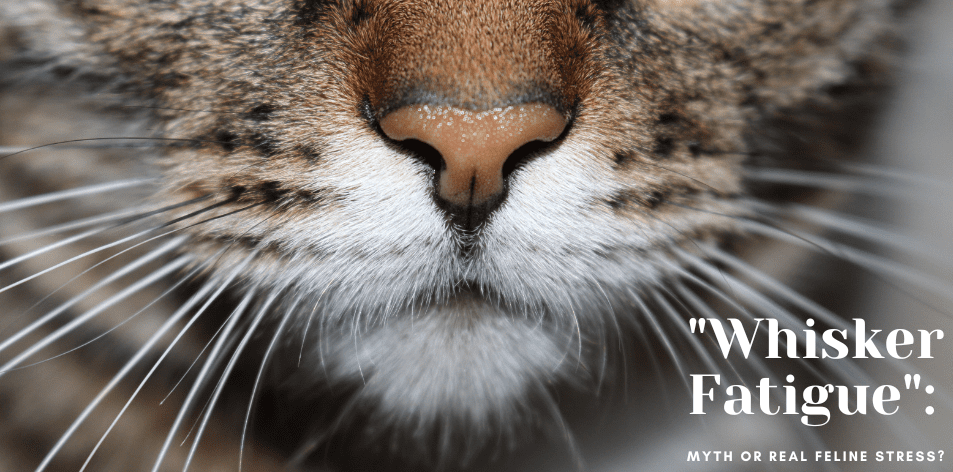 "Whisker Fatigue": Myth or Real Feline Stress? - H&S Pets Galore
