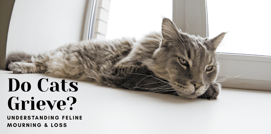 Do Cats Grieve? Understanding Feline Mourning & Loss - H&S Pets Galore