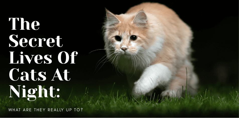 The Secret Lives Of Cats At Night: What Are They Really Up To? - H&S Pets Galore