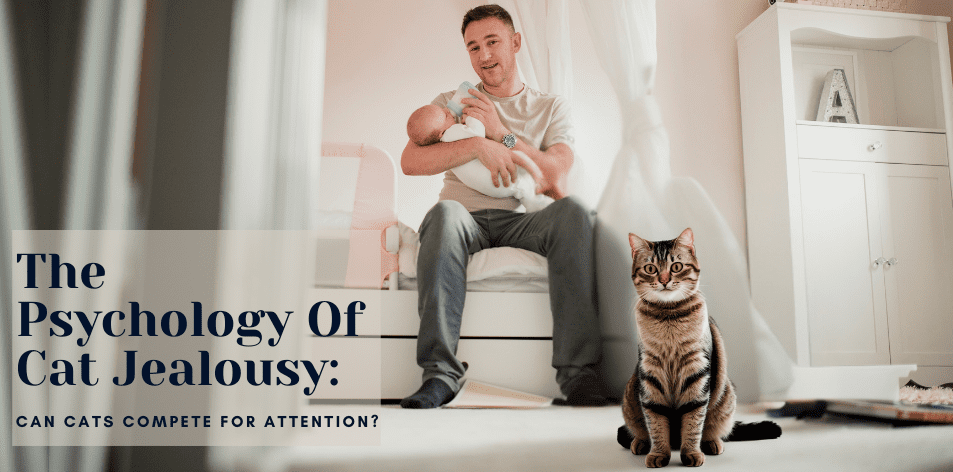 The Psychology Of Cat Jealousy: Can Cats Compete For Attention? - H&S Pets Galore