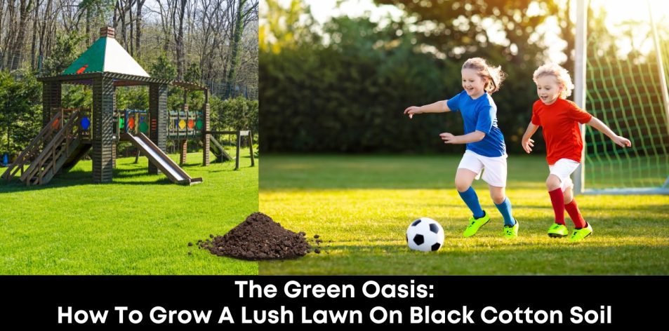 The Green Oasis- How to Grow a Lush Lawn on Black Cotton Soil