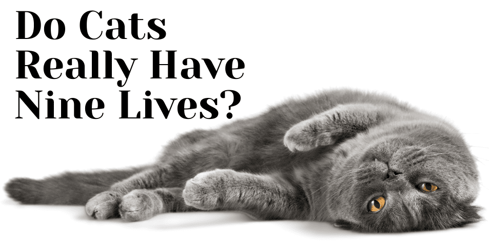 Do Cats Really Have Nine Lives? - H&S Pets Galore