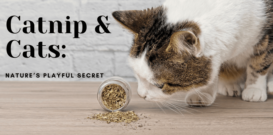 Catnip & Cats: Nature’s Playful Secret - H&S Pets Galore