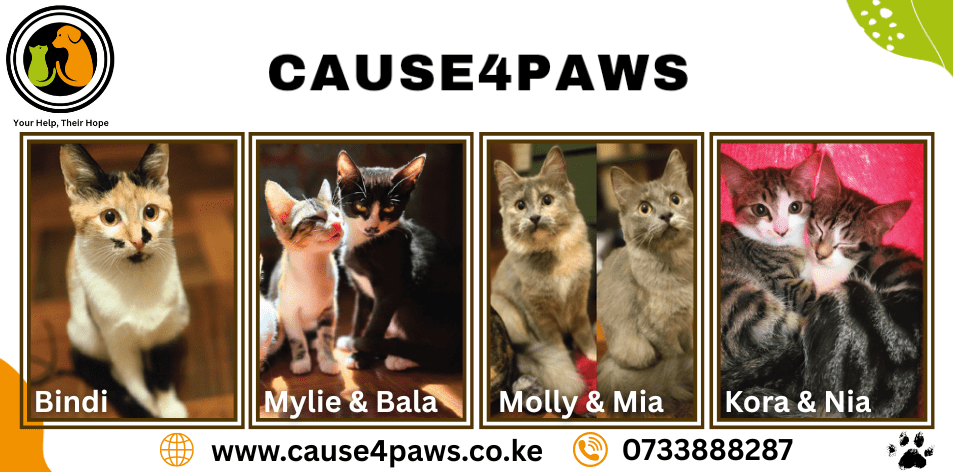 Cause4Paws Kenya: Meet Your New Best Friend!