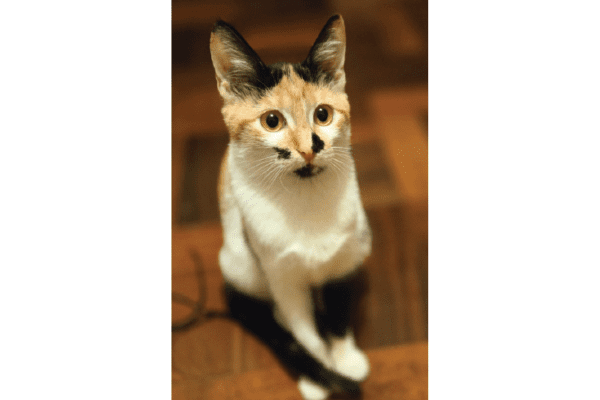 Bindi