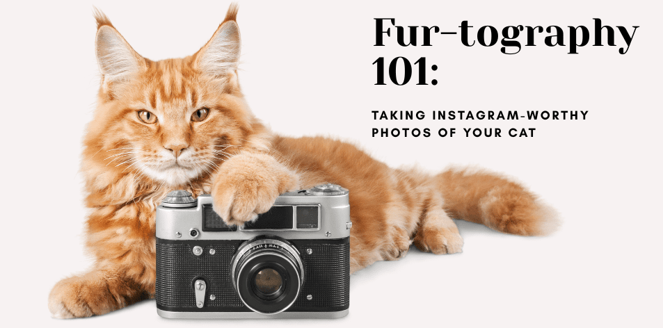 Fur-tography 101: Taking Instagram-Worthy Photos Of Your Cat - H&S Pets Galore