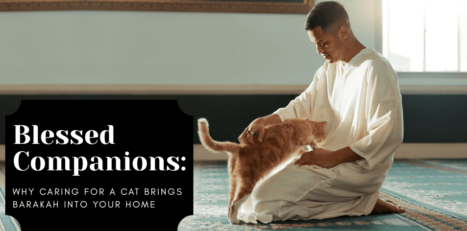 Blessed Companions: Why Caring For A Cat Brings Barakah Into Your Home - H&S Pets Galore