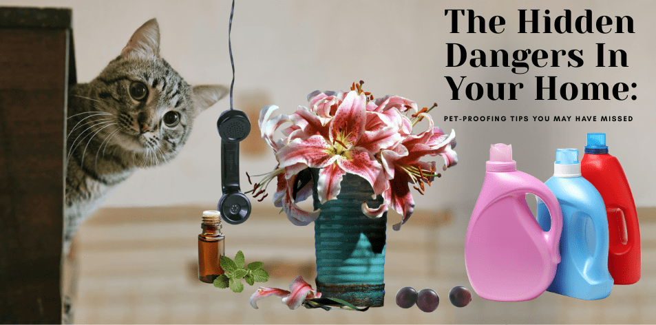 The Hidden Dangers In Your Home: Pet-Proofing Tips You May Have Missed - H&S Pets Galore