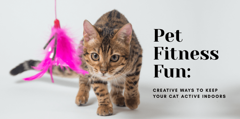 Pet Fitness Fun: Creative Ways To Keep Your Cat Active Indoors - H&S Pets Galore