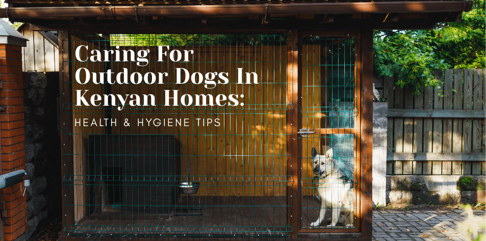 Caring For Outdoor Dogs In Kenyan Homes Health & Hygiene Tips - H&S Pets Galore