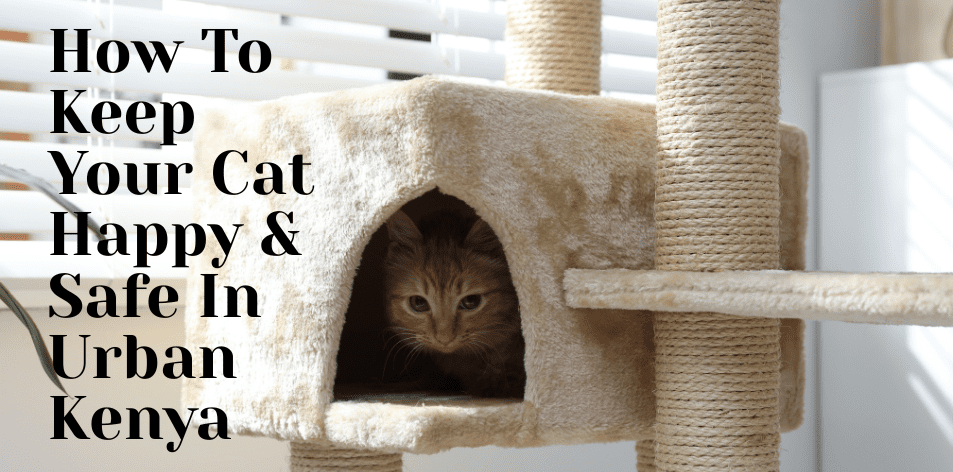 How To Keep Your Cat Happy & Safe In Urban Kenya - H&S Pets Galore