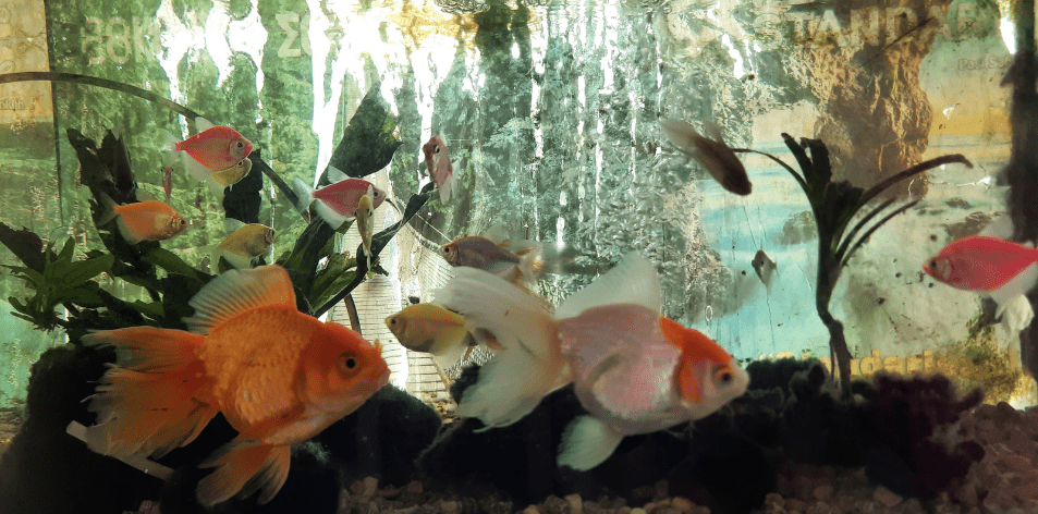 The Best Kenyan Fish Species For Home Aquariums - H&S Pets Galore
