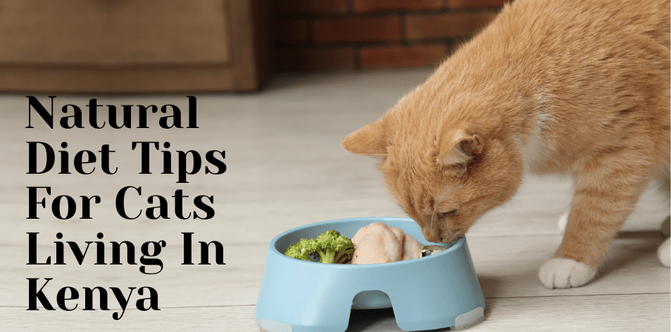 Natural Diet Tips For Cats Living In Kenya - H&S Pets Galore