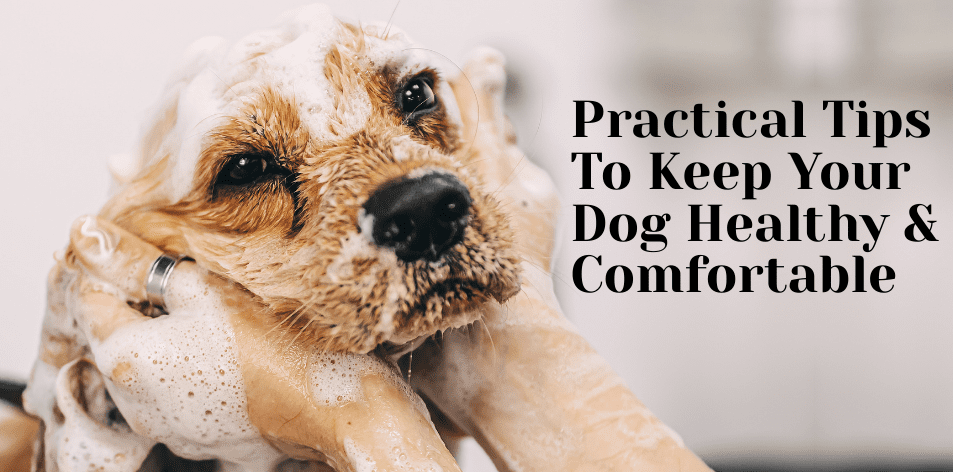 How To Prevent Common Canine Skin Problems In Hot Climates - H&S Pets Galore
