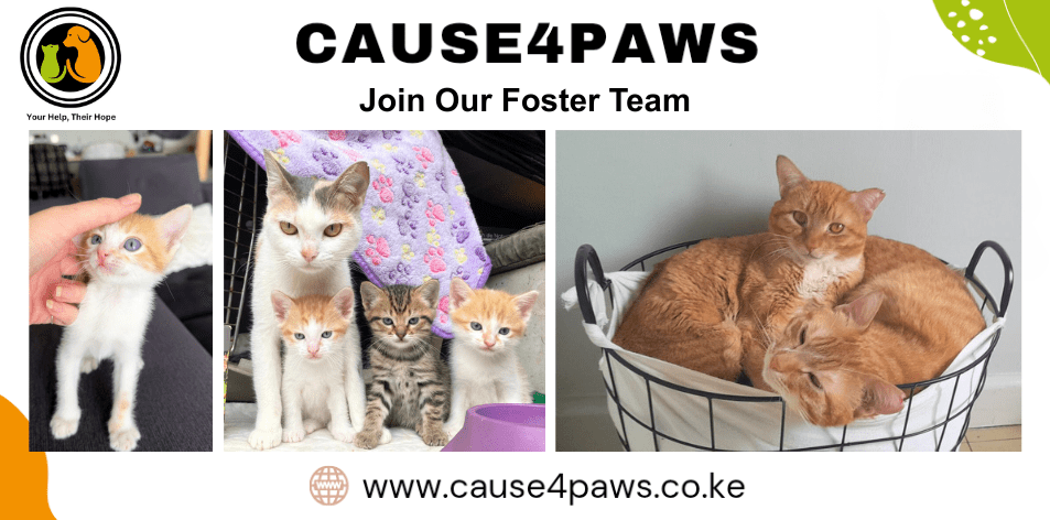 Cause4Paws Kenya: Open Your Home, Save A Life