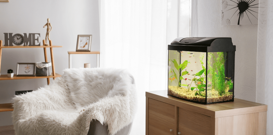 Building A Simple, Eco-Friendly Aquarium At Home - H&S Pets Galore
