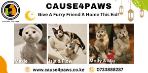 🌟 Cause4Paws Kenya: Give a Furry Friend a Home This Eid!