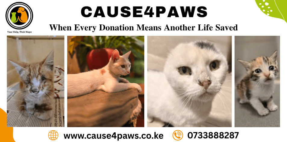 Cause4Paws Kenya: When Every Donation Means Another Life Saved