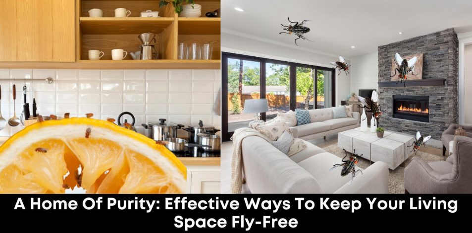 A Home Of Purity- Effective Ways To Keep Your Living Space Fly-Free