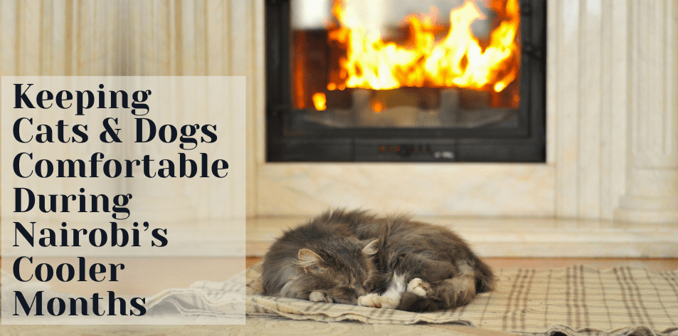 ❄️ Keeping Cats & Dogs Comfortable During Nairobi’s Cooler Months - H&S Pets Galore
