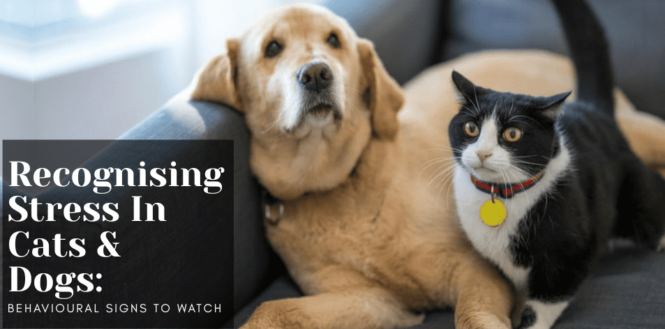 Recognising Stress In Cats & Dogs: Behavioural Signs To Watch - H&S Pets Galore