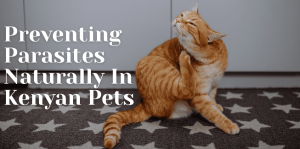 Preventing Parasites Naturally In Kenyan Pets - H&S Pets Galore