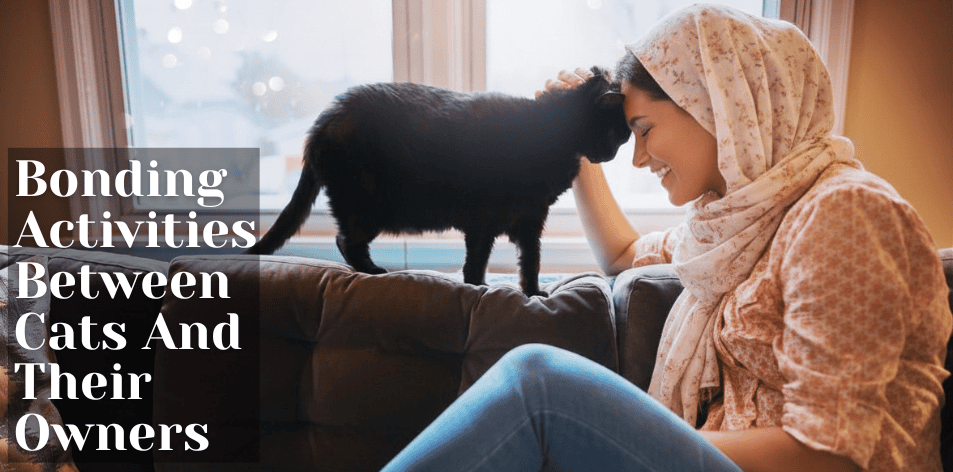 Bonding Activities Between Cats And Their Owners - H&S Pets Galore