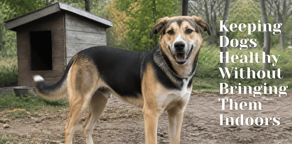 Keeping Dogs Healthy Without Bringing Them Indoors - H&S Pets Galore