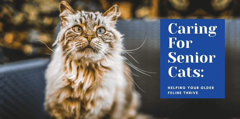 🐾 Caring For Senior Cats: Helping Your Older Feline Thrive - H&S Pets Galore