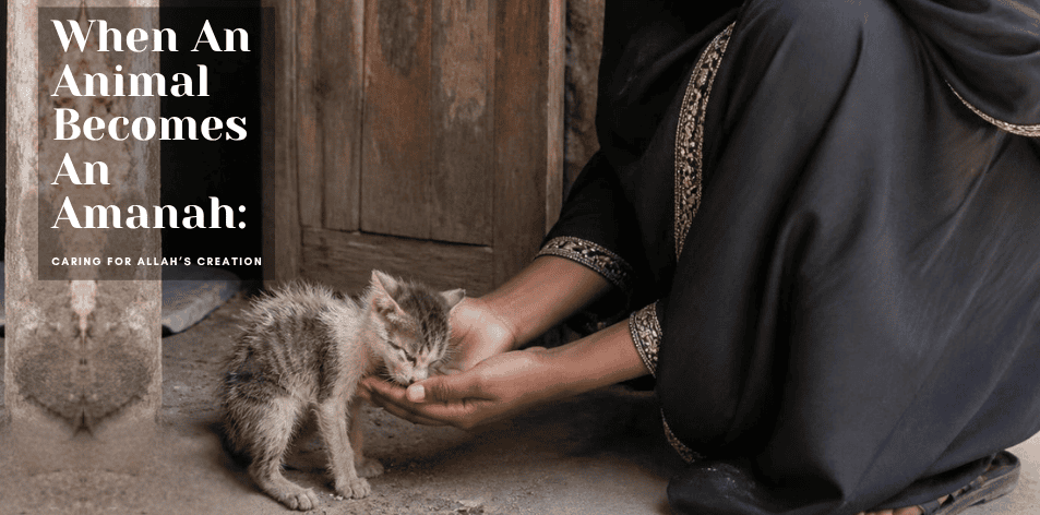When An Animal Becomes An Amanah- Caring for Allah’s Creation: H&S Pets Galore